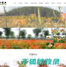 专业黄花菜种苗供应商/黄花菜种植技术支持